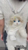 Fluffy Plush Cat Toy – Soft Lifelike Companion for Kids